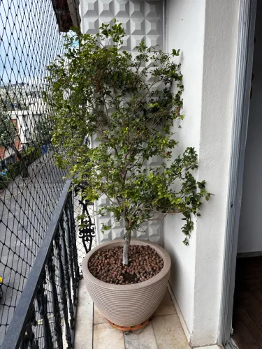 Jabuticabeira no vaso