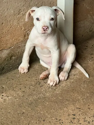 Cachorro