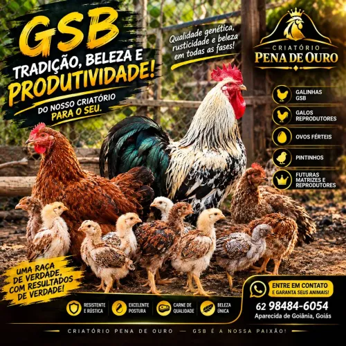 frangos GSB (BALÃO)