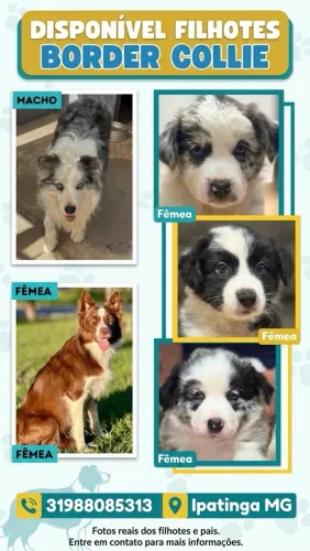 Vendo Border collie