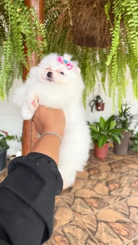 Lulu da Pomerânia ursinho 