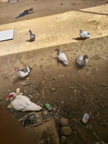 Patos