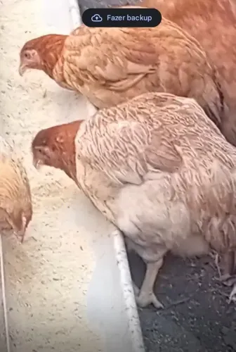 Galinha caipira