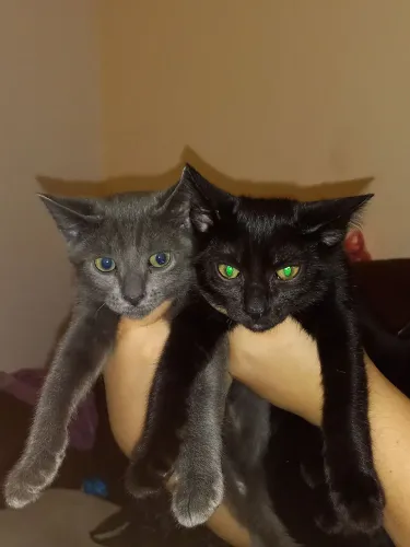 Adoção responsável de gatinhos filhotes