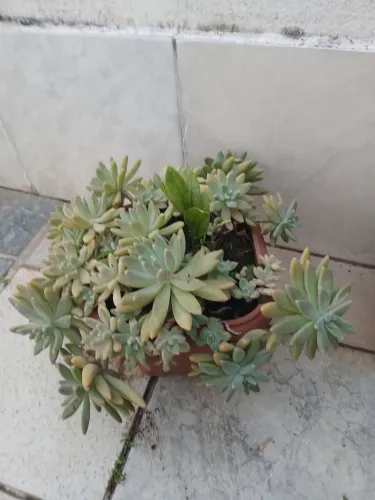 Vendo Suculenta com vaso!!