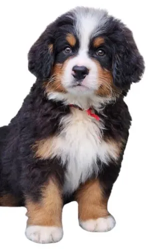 Bernese trazendo tudo de bom 