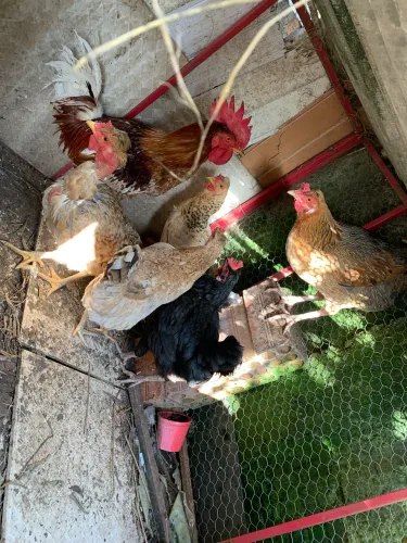 Galinhas caipira tudo por 300
