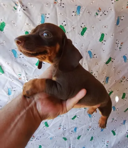 Dachshund - machinho chocolate 