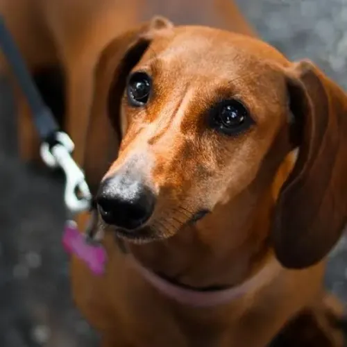 Daschund fêmea