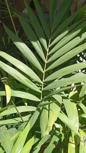Mudas de Palmeira Chamaedorea (Coqueirinho)