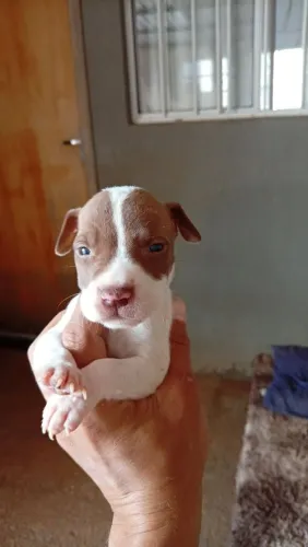 Pit Bull American Bully