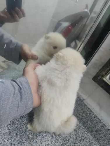 Último machinho se Spitz alemão 