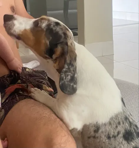 Macho Basset Hound alerquim disponível para cruza