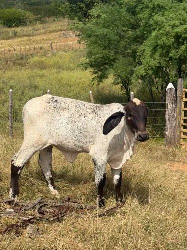 NOVILHA AMOJADA E GARROTAS FILHAS DE PO