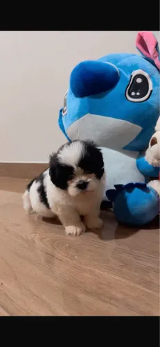 Shih-tzu vacinado com 57 dias