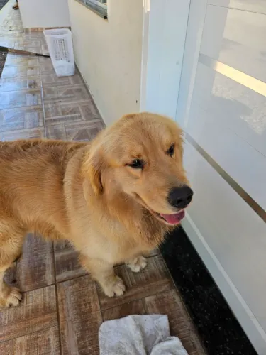 Vende-se Golden Retriever
