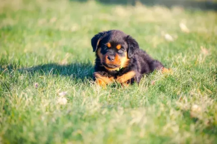 Filhote de Rottweiler Para Quem Busca Um Companheiro Marcante