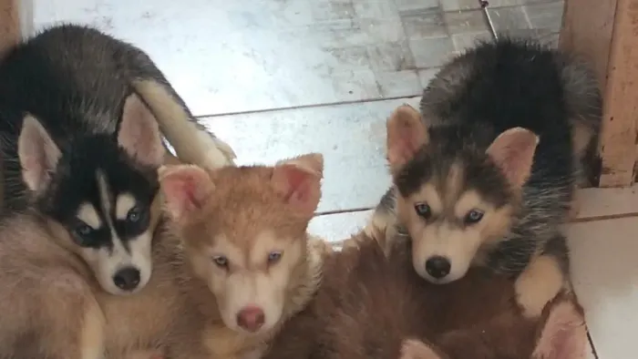 Filhote de Husky 