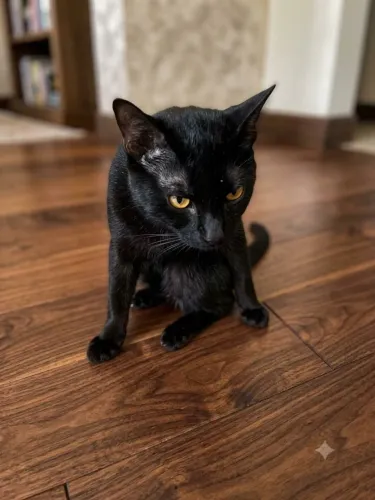 Doação de gatos criados dentro de casa 