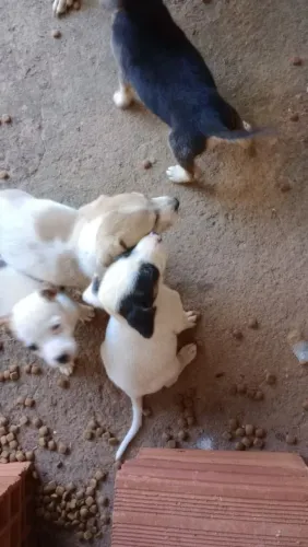 Lindos cachorro todos machos 