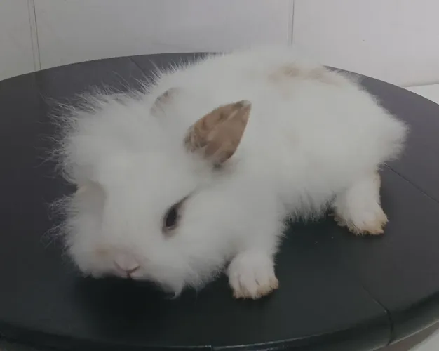 Filhote mini coelho Lion 55 dias de vida, super dócil 