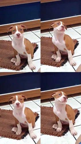 Cachorro
