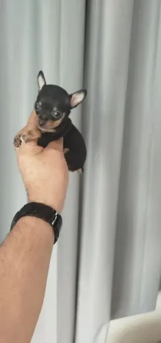 Pinscher
