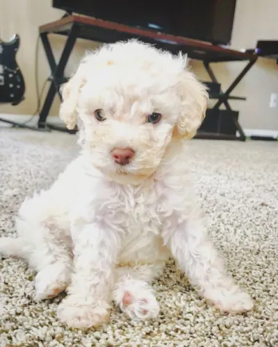 Poodle - Filhotes especiais para o Dia dos Namorados