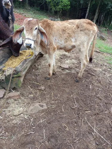 Terneiro gir