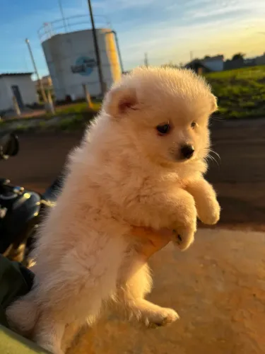 Vende se Lulu da pomerania FÊMEA 