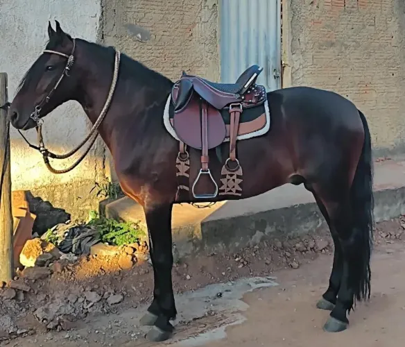 CAVALO MANGA LARGA MARCHA BATIDA