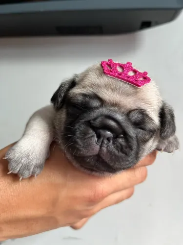 Filhotes de Pug - Prontos para um Novo Lar!?