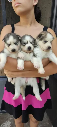 Pelagem linda husky siberiano
