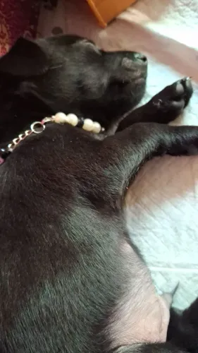 Cachorrinho filhote 1 mês e dias