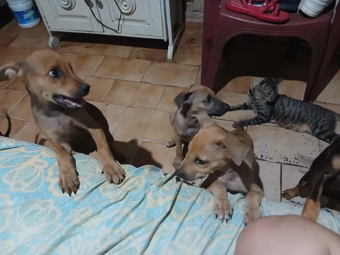Cachorro vila lata