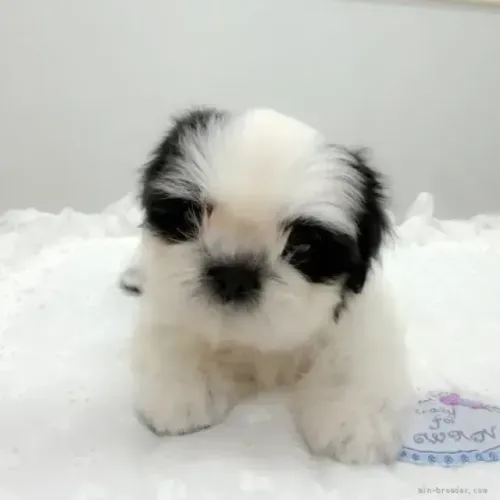 Filhotes doce e carinhoso Shih tzu/Shitzu