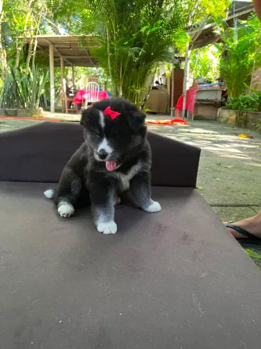 Husky Siberiano Filhotes Mostly Black