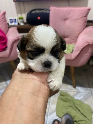 Filhotes de Shih Tzu 