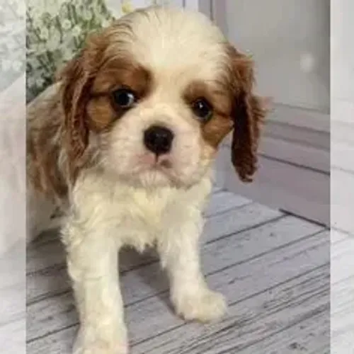 Cavalier King Charles Spaniel,Cavalier King Charles Spaniel Filhote Elegante e de Alta Qua