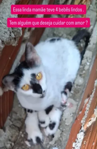 Gatinhos para ADOÇÃO