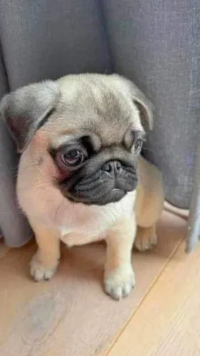 Filhote de Pug O Amigo Que Vai Levar Alegria Para Sua Casa
