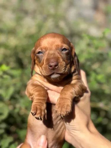 Dachshund fêmea chocolate 