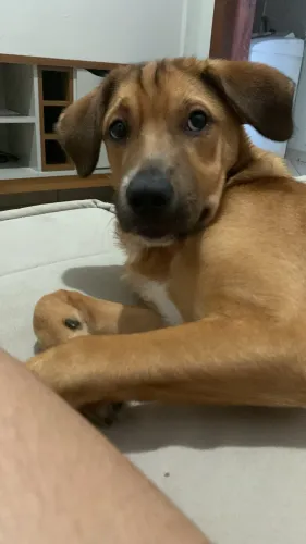 Adoção responsável macho 8 meses