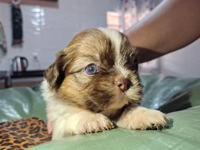 Shih Tzu filhote para reserva 