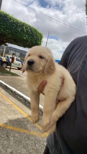 Cachorro golden retrivier