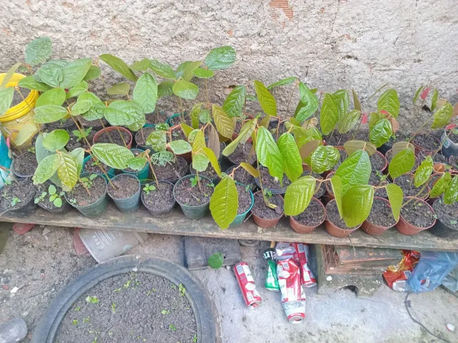 100 Mudas de cupuaçú com 30 e 20 centimentos