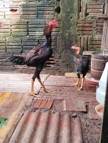 Vendo casal de Índio gigante vendo a galinha poloca gigante