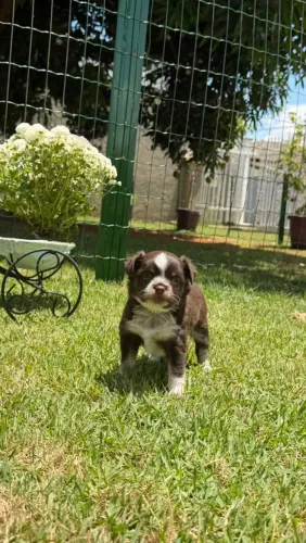 Filhote de chihuahua