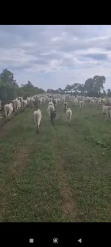Fazenda 17.530 alqueires no TO. De porteira fechada 325 milhões.