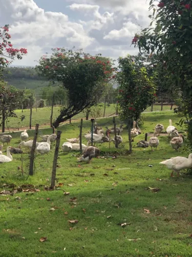 Casal de ganso sinaleiro